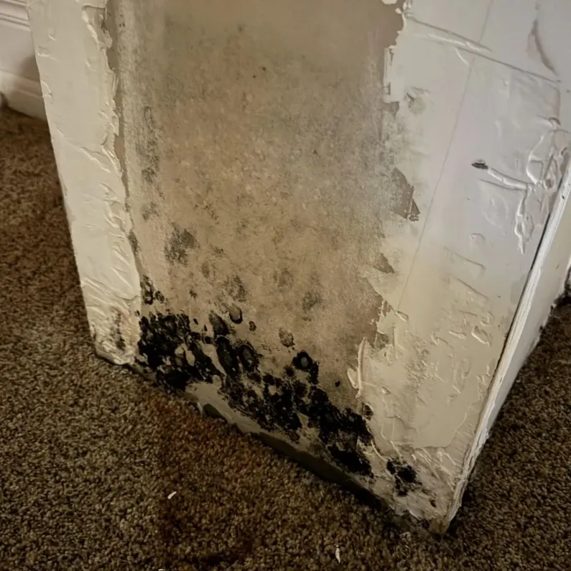 Professional Mold Removal in Dubois, ID